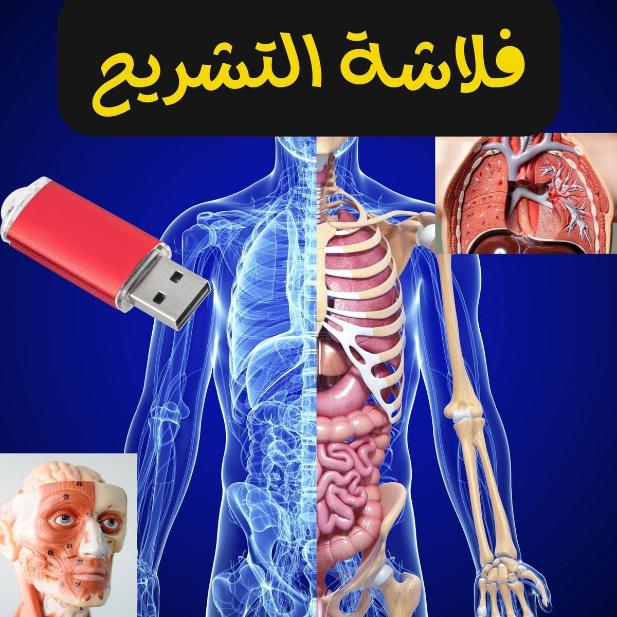 فلاشة التشريح (الأكثر طلبا)